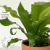 Imagen de Asplenium nidus