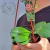 Hoya kerrii - comprar online