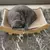 Cama Arranhador de Gato - Bem do Pet - Loja Bem do Lar | Soluções Criativas para Casa, Cozinha, Organização, Decoração. 