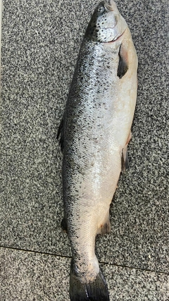 SALMON ENTERO FRESCO