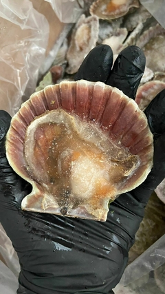 MEJILLONES MEDIA VALVA X KG