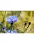 CENTAUREA MIX - comprar online
