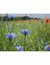 CENTAUREA MIX en internet