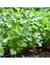 CILANTRO Común - comprar online