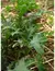 KALE Ruso Rojo - comprar online