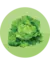 LECHUGA ARREPOLLADA Kermit