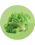 LECHUGA CRESPA Grand Rapids