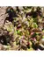 LECHUGA HOJA DE ROBLE Flecha Bronceada - comprar online