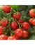 TOMATE CHERRY Red Cherry Large - comprar online