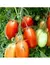 TOMATE OVOIDE Rio Grande - comprar online