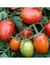 TOMATE PERITA Uco 15 INTA - comprar online
