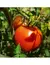 TOMATE REDONDO Uco 18 INTA - comprar online