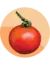 TOMATE REDONDO Uco 18 INTA