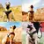 Peitoral Cachorro Grande - comprar online