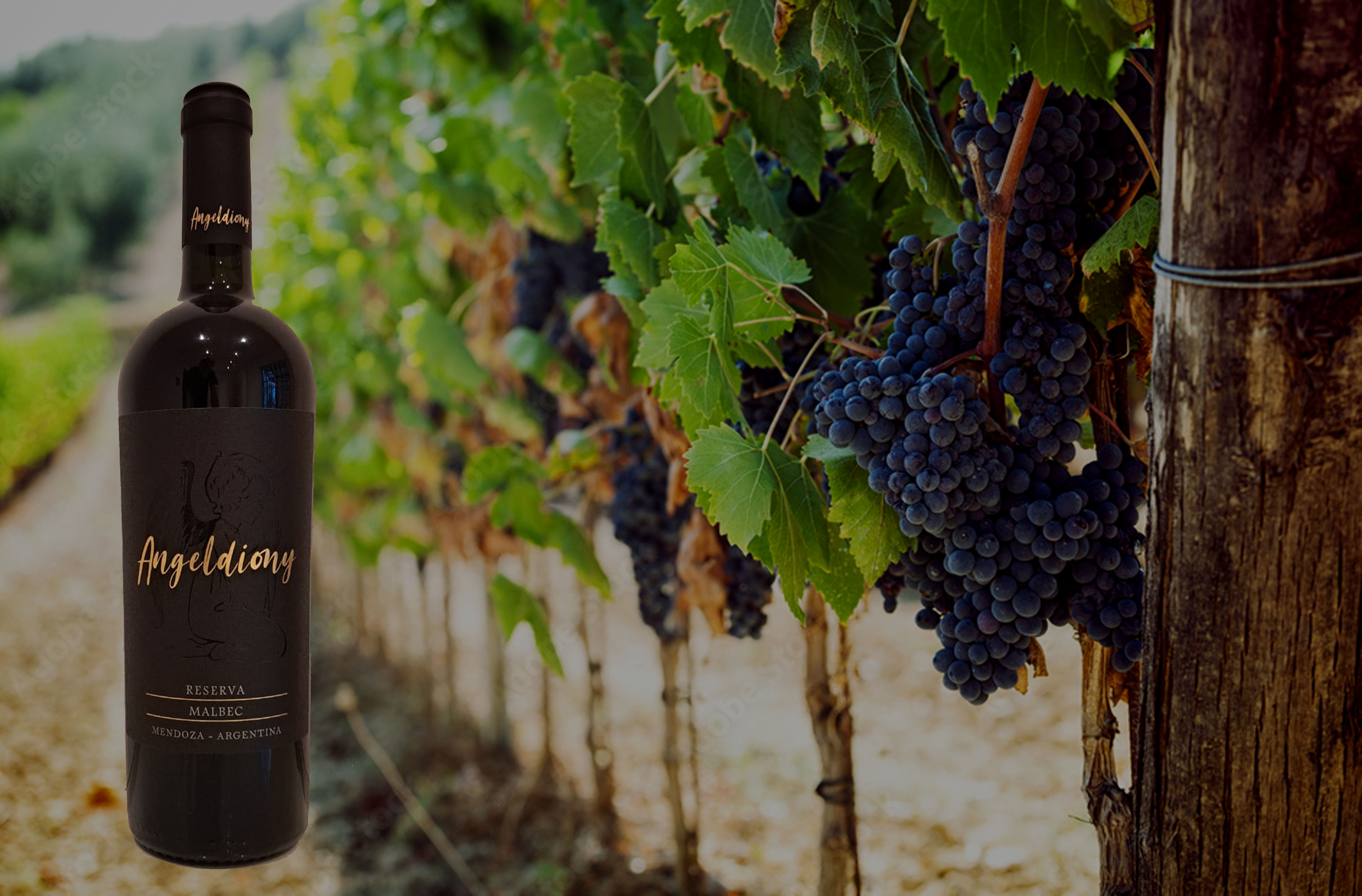 Banner de la categoría ANGEL DIONY MALBEC RESERVA