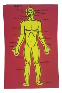 Cuerpo humano piezas goma eva didactico - comprar online