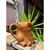 Caneca de Capivara na internet
