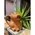 Caneca de Capivara - Loja Rastro de Papel