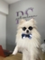 óculos Pet - comprar online