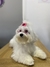 óculos Pet na internet