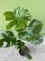 Monstera - Oasis Verde