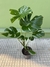 Monstera en internet