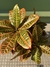 Crotón Petra - comprar online