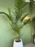 Areca - tienda online