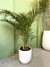 Areca en internet