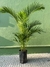 Areca