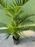 Areca - comprar online