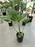 Monstera - tienda online