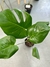 Imagen de Monstera