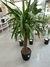 Yuca - comprar online