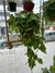 Pothus Colgante - tienda online