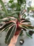 Calathea Triostar (Estromante) - comprar online
