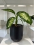 Dieffembachia Tropic - comprar online