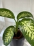 Dieffembachia Tropic en internet