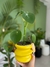 Pilea - comprar online