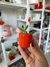 Imanes con plantita - comprar online