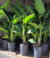 Plantas 