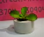Maceta con planta 2