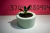 Maceta con planta 2 en internet