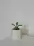Maceta hexagonal + planta natural.