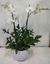 Orquidea Blanca