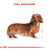 Royal Canin Dachshund Adulto X 3 Kg