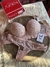 Conjunto armado