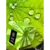 Inti Zen Inti Matcha x15 saq - comprar online