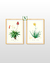 SET x 2 AMOR QUE SANA (Aloe Vera) - Verde Ingles Argentina Enmarcados a Medida Cuadros Decorativos