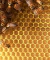 Estampadora de cera de abejas - tienda online